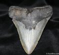 Ferocious Inch Georgia Megalodon Tooth #689-1